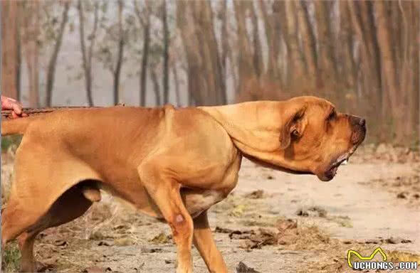 16种肌肉猛犬的美感展示，总有一款你喜欢