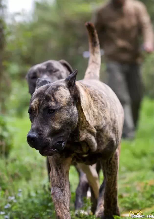 16种肌肉猛犬的美感展示，总有一款你喜欢