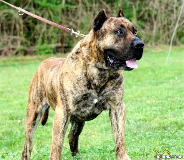 16种肌肉猛犬的美感展示，总有一款你喜欢