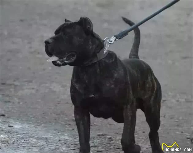 16种肌肉猛犬的美感展示，总有一款你喜欢