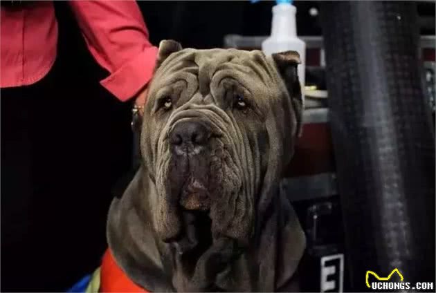 16种肌肉猛犬的美感展示，总有一款你喜欢