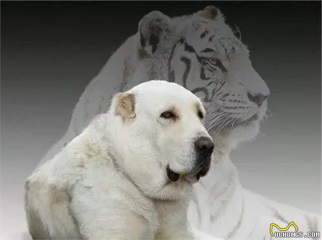 16种肌肉猛犬的美感展示，总有一款你喜欢
