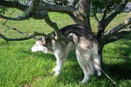 有一只精力充沛的狗是怎样的体验？铲屎官：谁要谁就拉走赶紧的