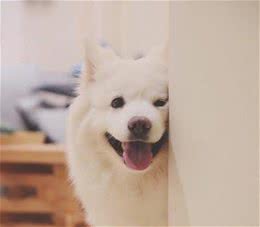 省事的宠物狗狗名字水果吃货主人的最爱-可爱点