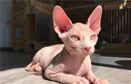 无毛猫饲养的注意事项，注意这6点，才能把猫养好