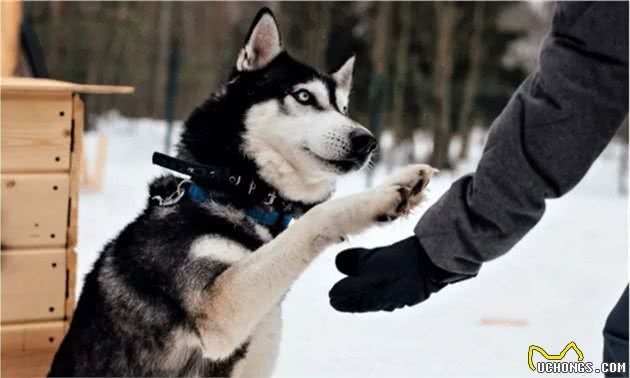 俄罗斯名犬，西伯利亚雪橇犬，又称恶霸犬