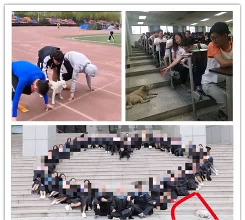 大学运动会百米跑获得第三名？来盘点下那些跑圈里厉害的狗狗们