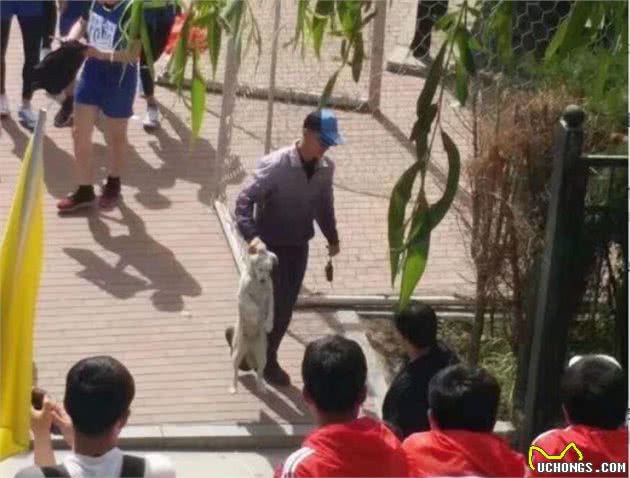 大学运动会百米跑获得第三名？来盘点下那些跑圈里厉害的狗狗们