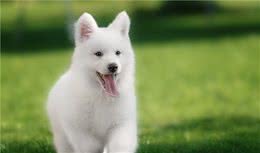 手把手教你饲养幼犬，让狗狗再也不舍得离开你