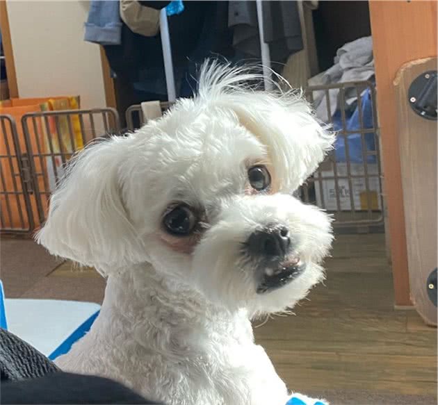 新手养狗看过来，如何正确的选择狗粮？狗粮怎么喂，喂多少？