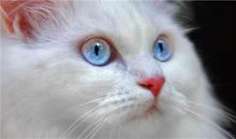 世界上记录最古老的猫，知道它是什么？