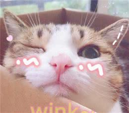 养这几种猫，直接省下一万块