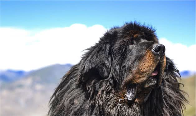 世界上最忠诚的四种狗狗，中华田园犬当第一，没有意外当之无愧