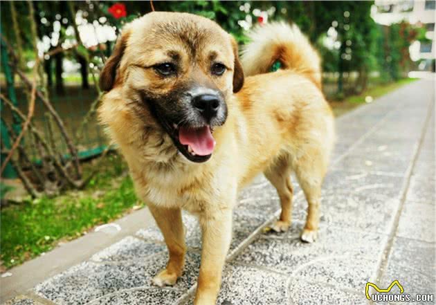 世界上最忠诚的四种狗狗，中华田园犬当第一，没有意外当之无愧