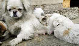 狗狗的窝被霸占，只能抱团取暖，入侵者的眼神让人不忍驱赶