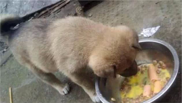 金毛胃中取出大堆碎骨，谨记四点不喂骨头的原因，保护爱犬健康！