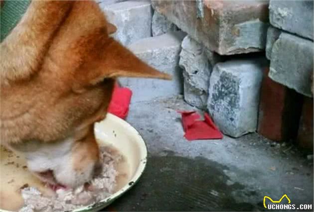 金毛胃中取出大堆碎骨，谨记四点不喂骨头的原因，保护爱犬健康！