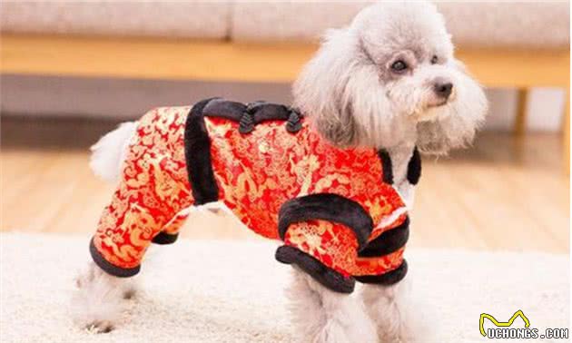 冬天遛狗讲究多，这6种方式非常“伤狗”，主人不能犯