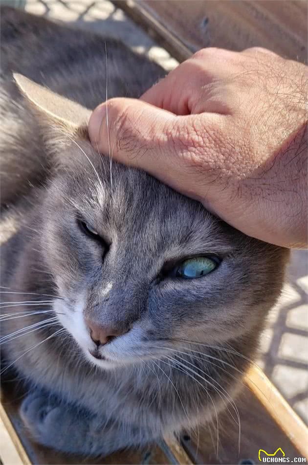 伊斯坦布尔街头，看气宇轩昂的流浪狗，憨态可掬的猫星人