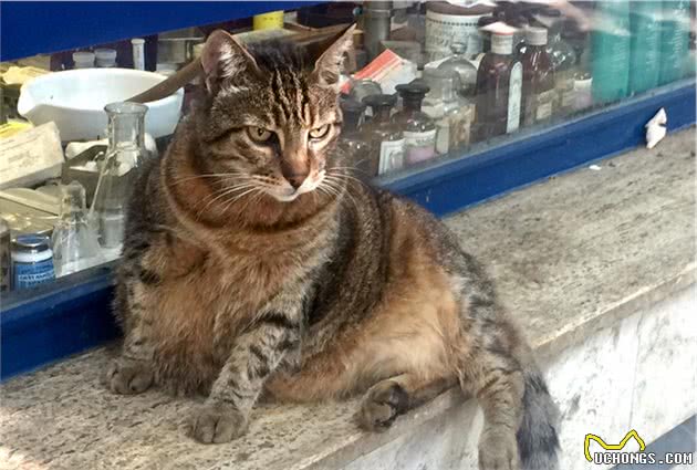 伊斯坦布尔街头，看气宇轩昂的流浪狗，憨态可掬的猫星人