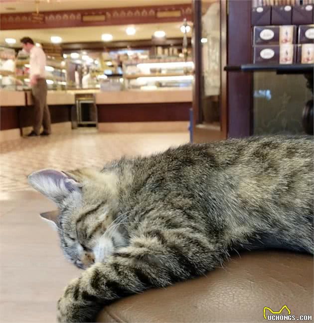 伊斯坦布尔街头，看气宇轩昂的流浪狗，憨态可掬的猫星人