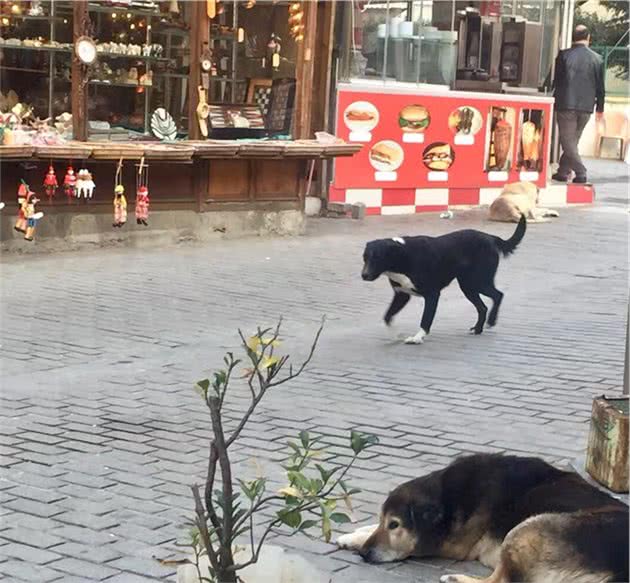 伊斯坦布尔街头，看气宇轩昂的流浪狗，憨态可掬的猫星人