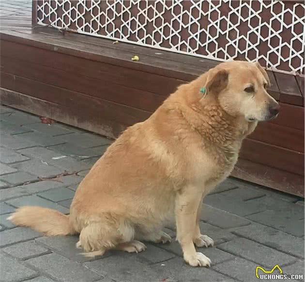 伊斯坦布尔街头，看气宇轩昂的流浪狗，憨态可掬的猫星人