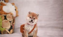 新手家长该如何科学喂养幼柴犬？想发腮，要从小这么吃