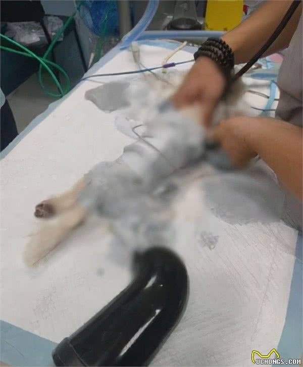 小母狗做完绝育突然大出血，换医院检查后：切掉的竟然不是子宫？