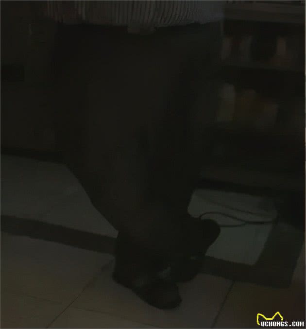 小母狗做完绝育突然大出血，换医院检查后：切掉的竟然不是子宫？