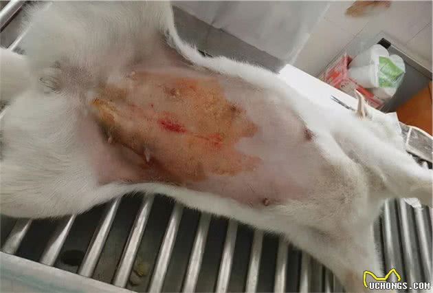 小母狗做完绝育突然大出血，换医院检查后：切掉的竟然不是子宫？