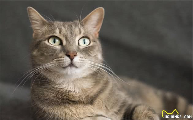 如果再给我一次机会，我还是会选择养中华狸花猫