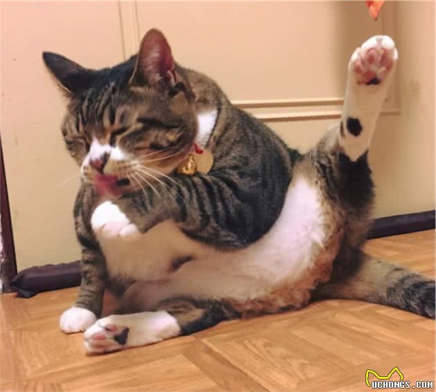如果再给我一次机会，我还是会选择养中华狸花猫