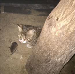 如果再给我一次机会，我还是会选择养中华狸花猫