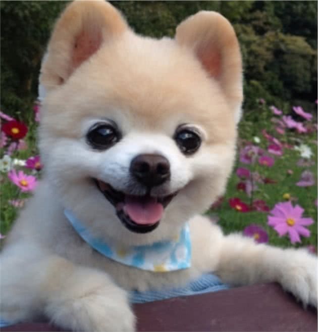博美犬这么优秀，怪不得那么多人喊着要养