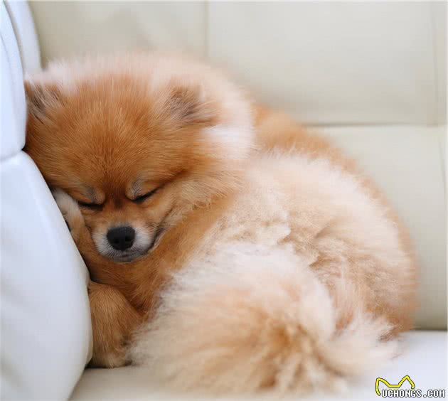 博美犬这么优秀，怪不得那么多人喊着要养