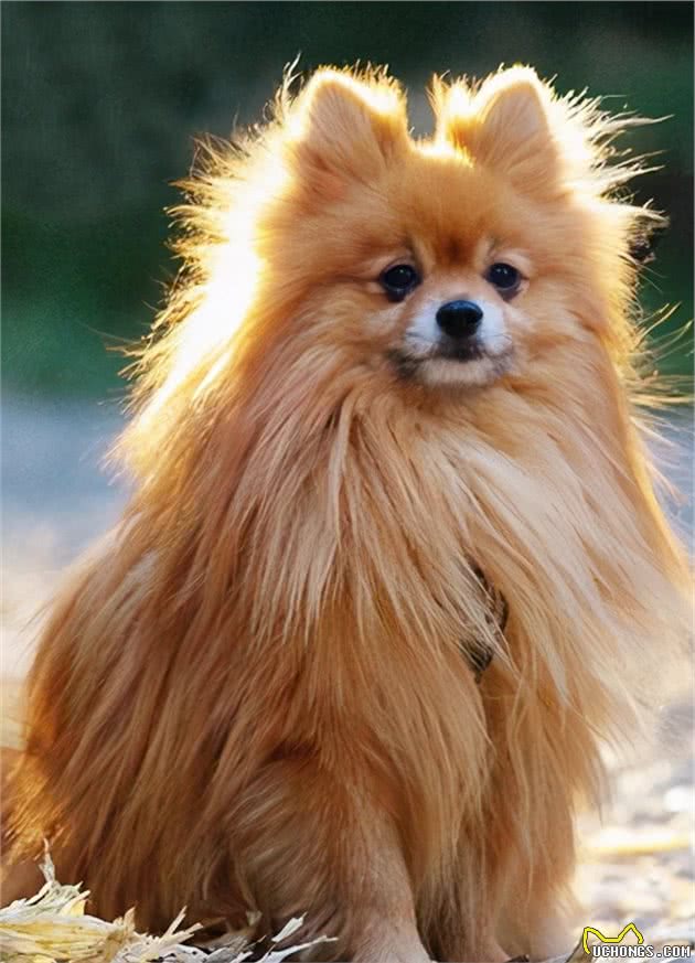 博美犬这么优秀，怪不得那么多人喊着要养