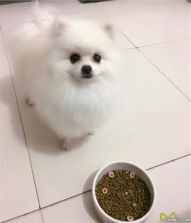 博美犬这么优秀，怪不得那么多人喊着要养