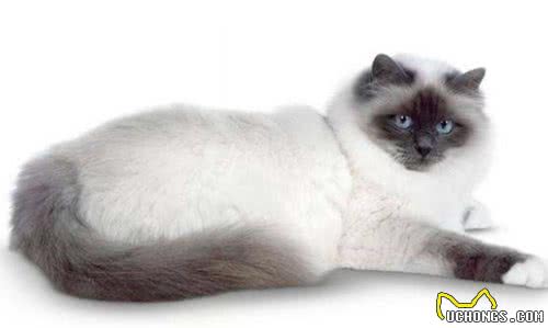 猫咪百科之巴厘猫