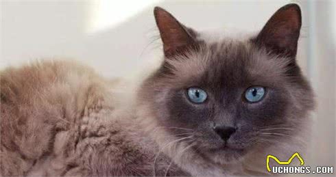 猫咪百科之巴厘猫