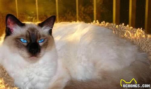 猫咪百科之巴厘猫