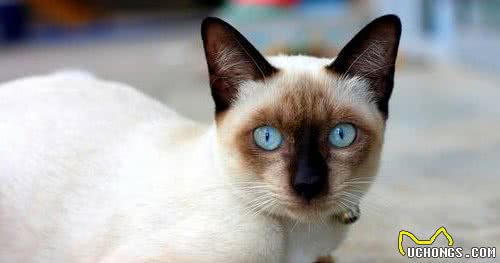 猫咪百科之巴厘猫