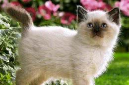 猫咪百科之巴厘猫