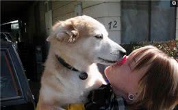 狗狗总喜欢“舔人嘴”的原因，看完别再责骂它了