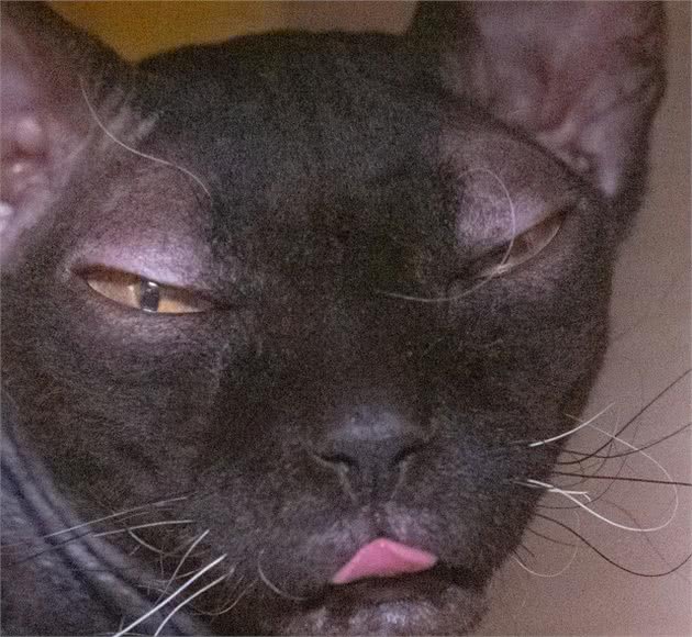 想知道，德文卷毛猫是个什么品种吗？