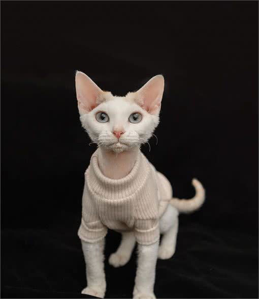 想知道，德文卷毛猫是个什么品种吗？