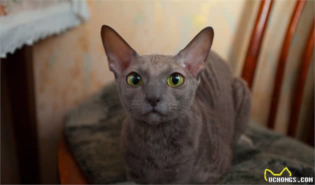 想知道，德文卷毛猫是个什么品种吗？