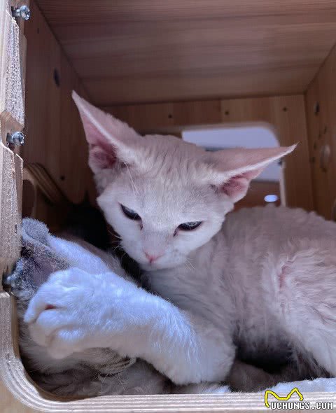 想知道，德文卷毛猫是个什么品种吗？