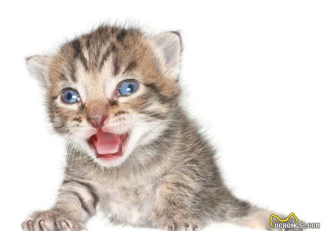 想知道，德文卷毛猫是个什么品种吗？