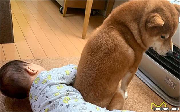 柴犬平日常悉心照顾宝宝，今日为暖炉而翻脸，网友：塑料兄弟情